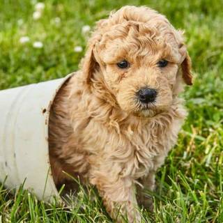 Golden Doodle Puppy