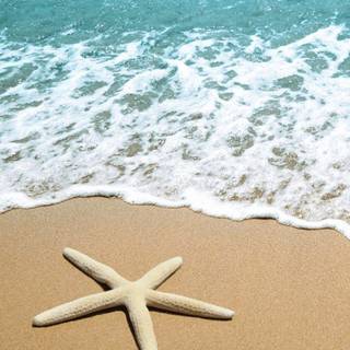 Beach Starfish 
