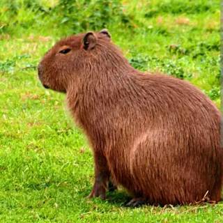 Capybara be capy