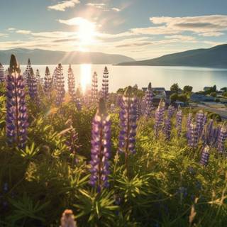 Norwegian Lupine Fields by the Fjord