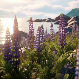 Norwegian Lupine Fields by the Fjord