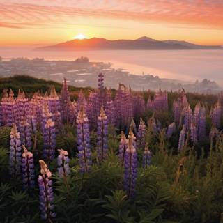 Norwegian Lupine Fields by the Fjord