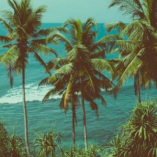 #Palm Trees