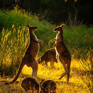 Kangaroo wallpaper 