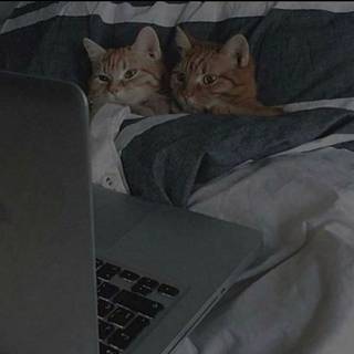 Me and Ethan if we were cats