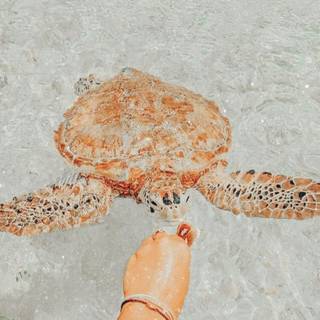 Sea Turtle:) Super Cute