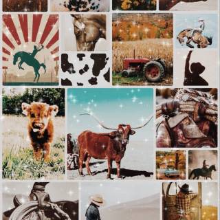 Cow Wallpaper