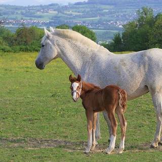 puledro con la cavalla 