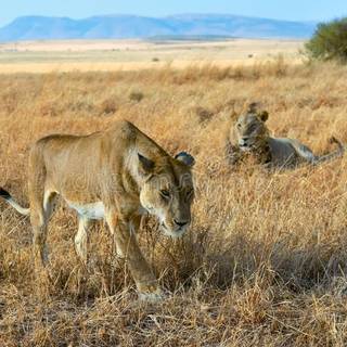 leonessa e leone nella savana