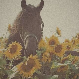 [sunflower horse}