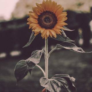 Vintage sunflower pic!