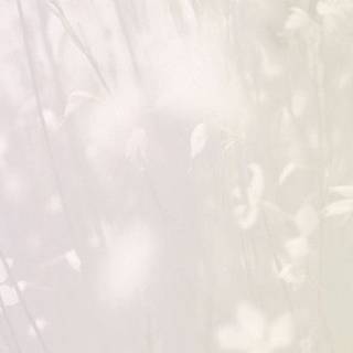 #Aesthetic & Cute Flowers:)