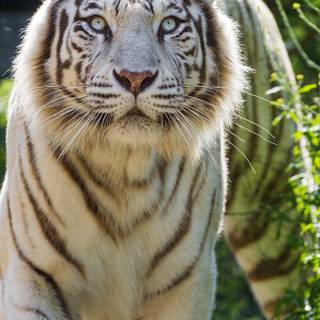 Pretty Tiger