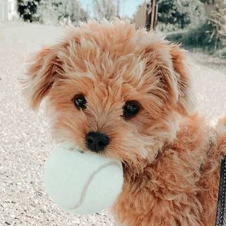 #Cute Puppy:)