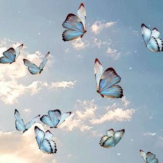 butterfly sky blue