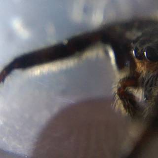 i got to see upclose in science class what my pet jumping spider looks like lmao hes adorable (name: Nacho)
