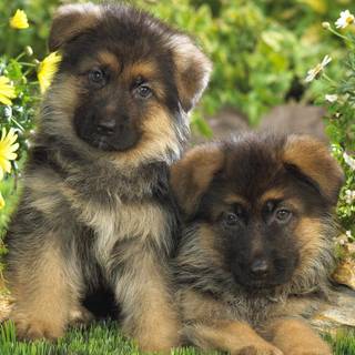 German Shepard