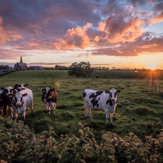 Holstein sunset 2