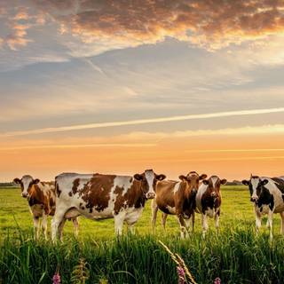 Holstein sunset