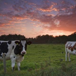 Holstein sunset 3