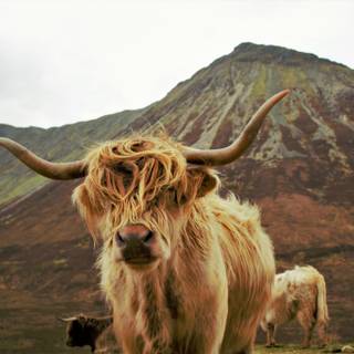 Highland in Mountains