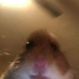 scary hamster