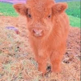 {who else loves fluffy cows i envy people with them}