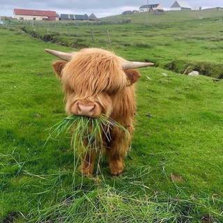 Miniature highland cow