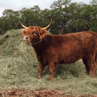 Highland cow 