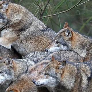 Wolfs Rudel 