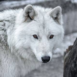 Weißer Wolf im Schnee 