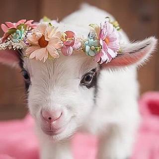 Flower goat
