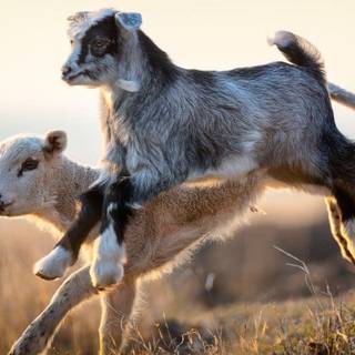 Jumping goats