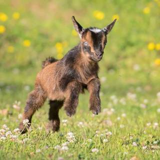 Cute goat