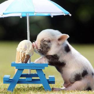 Cute pig