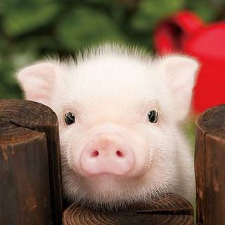 Cute pig