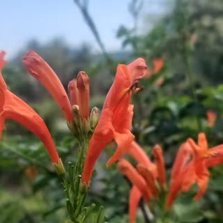 Red small flower Wallpaper 