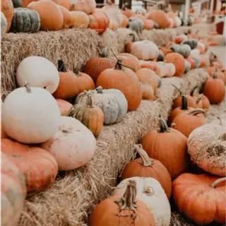 Fall Vibes & Aesthetic Pumpkins:)