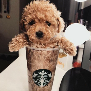 # Cute Puppy Cup:)