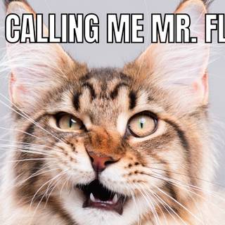 Mr.Fluffy cat