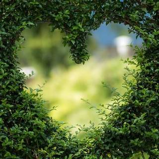Hedge With Heart