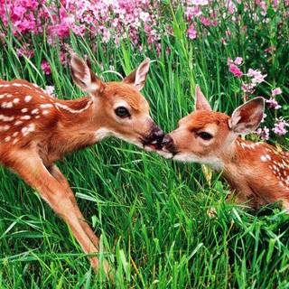 so cute deer siblings