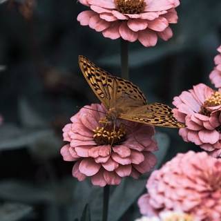 Cute Flowers and Butterfly