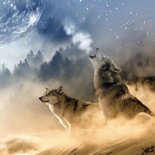 Wolfys