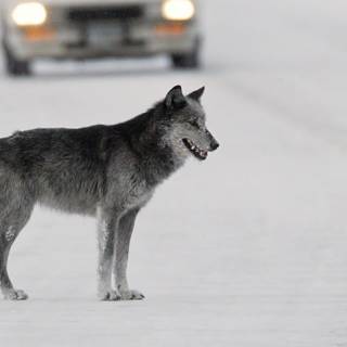 Ran Over wolf