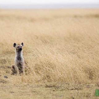 Hyena Desktop Wallpaper