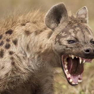 Hyenas Scream