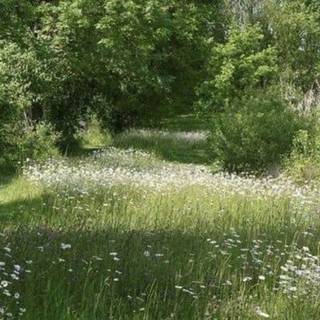 REAL Cottagecore flower forest Desktop Wallpaper