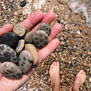 Petoskey Stone
