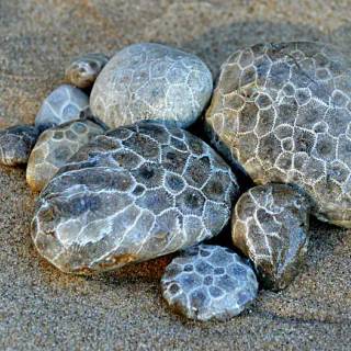 Petoskey stone